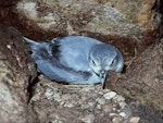 Fairy prion | Tītī wainui. Adult on nest in cave. North East Island, Snares Islands, November 1987. Image © Colin Miskelly by Colin Miskelly.