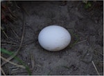 Fairy prion | Tītī wainui. Fresh egg: 42.8 x 33.8 mm. Mana Island, October 2012. Image © Colin Miskelly by Colin Miskelly.