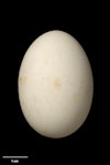 Fairy prion | Tītī wainui. Egg 44.0 x 30.5 mm (NMNZ OR.009802, collected by Alan Wright). North Brother Island, Cook Strait, October 1961. Image © Te Papa by Jean-Claude Stahl.