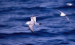 Fulmar prion. Adult in flight (crassirostris subspecies?). At sea 48 41'S 175 29'E, October 1995. Image © Alan Tennyson by Alan Tennyson.