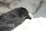 Bulwer's petrel. Adult. Tern Island, Northwest Hawaiian Islands, September 2006. Image © Duncan Wright by Duncan Wright.