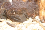 Bulwer's petrel. Adult at roost site. Tern Island, Northwest Hawaiian Islands, July 2006. Image © Duncan Wright by Duncan Wright.