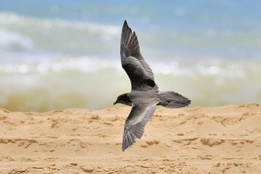 Bulwer's petrel. Adult in flight. Hawai`i - Island of Kaua`i, September 2009. Image © Jim Denny by Jim Denny.