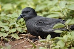 Bulwer's petrel. Adult - this bird came down onto the deck of a ship in Hawaiian waters. Hawai`i - Island of Kaua`i, April 2006. Image © Jim Denny by Jim Denny.