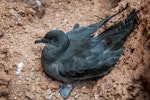 Bulwer's petrel. Adult. Hemeni Motu, Ua Huka Island, Marquesas archipelago, French Polynesia, August 2010. Image © Fred Jacq by Fred Jacq.