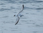 Fulmar prion. Adult in flight. At sea south of The Pyramid, Chatham Islands, April 2019. Image © Tubenoses Project Hadoram Shirihai by Hadoram Shirihai.