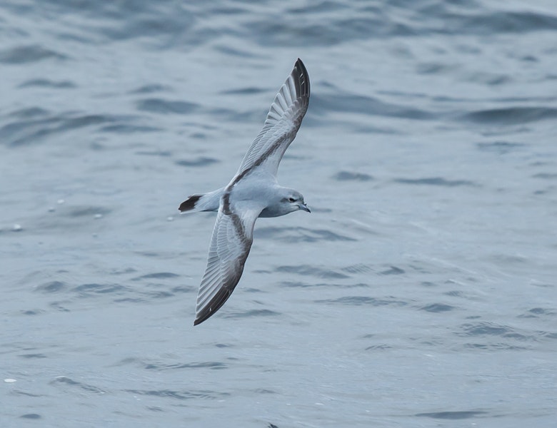 Fulmar prion. Adult in flight. At sea south of The Pyramid, Chatham Islands, April 2019. Image © Tubenoses Project Hadoram Shirihai by Hadoram Shirihai.