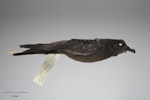 Bulwer's petrel. Beach-wrecked immature male. Only New Zealand record. Specimen registration no. OR.025739; image no. MA_I212756. Te Horo Beach, Kapiti coast, January 1998. Image © Te Papa.