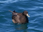 White-chinned petrel | Karetai kauae mā. Adult. Kaikoura pelagic, January 2013. Image © Colin Miskelly by Colin Miskelly.