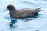 White-chinned petrel | Karetai kauae mā. Side view of adult on water. Kaikoura pelagic, October 2008. Image © Duncan Watson by Duncan Watson.