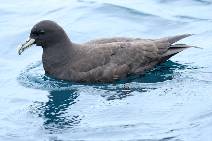 White-chinned petrel | Karetai kauae mā. Side view of adult on water. Kaikoura pelagic, October 2008. Image © Duncan Watson by Duncan Watson.