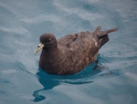 White-chinned petrel | Karetai kauae mā. Adult. Cook Strait, April 2016. Image © Colin Miskelly by Colin Miskelly.