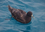 White-chinned petrel | Karetai kauae mā. Adult. Cook Strait, April 2016. Image © Colin Miskelly by Colin Miskelly.