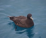 White-chinned petrel | Karetai kauae mā. Adult. Cook Strait, April 2016. Image © Colin Miskelly by Colin Miskelly.