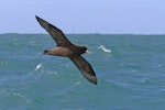 White-chinned petrel | Karetai kauae mā. Ventral view of adult in flight. At sea off Otago Peninsula, October 2012. Image © Glenda Rees by Glenda Rees.