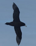 White-chinned petrel | Karetai kauae mā. Adult in flight. Cook Strait, April 2016. Image © Alan Tennyson by Alan Tennyson.