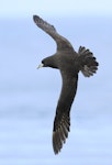 White-chinned petrel | Karetai kauae mā. Adult in flight. Cook Strait, April 2016. Image © Phil Battley by Phil Battley.