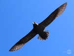 White-chinned petrel | Karetai kauae mā. Adult in flight. Tutukaka Pelagic out past Poor Knights Islands, October 2020. Image © Scott Brooks (ourspot) by Scott Brooks.