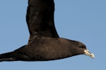 White-chinned petrel | Karetai kauae mā. Side view of adult in flight. Kaikoura pelagic, January 2013. Image © Philip Griffin by Philip Griffin.