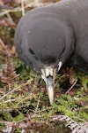 White-chinned petrel | Karetai kauae mā. Close view of head. Antipodes Island, December 2009. Image © David Boyle by David Boyle.