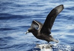 White-chinned petrel | Karetai kauae mā. Adult on water showing underwing. Off Snares Islands, February 1983. Image © Colin Miskelly by Colin Miskelly.