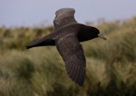 White-chinned petrel | Karetai kauae mā. Adult in flight with small white chin visible. Antipodes Island, February 2009. Image © Mark Fraser by Mark Fraser.