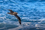 White-chinned petrel | Karetai kauae mā. Adult in flight, ventral view. Southern Ocean, February 2018. Image © Mark Lethlean by Mark Lethlean.