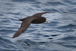 White-chinned petrel | Karetai kauae mā. Adult in flight at sea. At sea off Otago Peninsula, March 2011. Image © Craig McKenzie by Craig McKenzie.