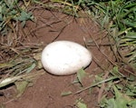 White-chinned petrel | Karetai kauae mā. Egg. Ile aux Cochons, Iles Kerguelen, January 2016. Image © Colin Miskelly by Colin Miskelly.