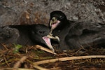 White-chinned petrel | Karetai kauae mā. Pair in cave. Antipodes Island, January 2008. Image © David Boyle by David Boyle.