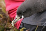 White-chinned petrel | Karetai kauae mā. Close view of extreme white-chinned New Zealand bird. Antipodes Island, December 2009. Image © David Boyle by David Boyle.