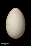 White-chinned petrel | Karetai kauae mā. Egg 82.5 x 51.5 mm (NMNZ OR.019113, collected by Graham Turbott). Disappointment Island, Auckland Islands, December 1944. Image © Te Papa by Jean-Claude Stahl.