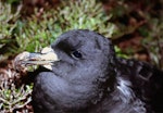 White-chinned petrel | Karetai kauae mā. Adult on breeding colony at night. Antipodes Island, October 1990. Image © Colin Miskelly by Colin Miskelly.