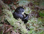 White-chinned petrel | Karetai kauae mā. Adult on breeding colony at night. Antipodes Island, October 1990. Image © Colin Miskelly by Colin Miskelly.