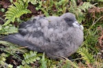 White-chinned petrel | Karetai kauae mā. Chick. Antipodes Island, April 2010. Image © Mark Fraser by Mark Fraser.