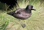 White-chinned petrel | Karetai kauae mā. Adult at breeding colony. Reef Point, Antipodes Island, November 1995. Image © Alan Tennyson by Alan Tennyson.