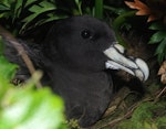 White-chinned petrel | Karetai kauae mā. Adult at breeding colony. Disappointment Island, Auckland Islands, January 2018. Image © Colin Miskelly by Colin Miskelly.