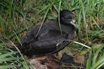 White-chinned petrel | Karetai kauae mā. Adult at breeding colony. Ewing Island, January 2018. Image © Colin Miskelly by Colin Miskelly.