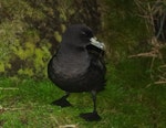 White-chinned petrel | Karetai kauae mā. Adult at breeding colony. Ewing Island, January 2018. Image © Colin Miskelly by Colin Miskelly.