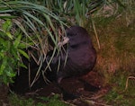 White-chinned petrel | Karetai kauae mā. Adult at burrow entrance. Ewing Island, January 2018. Image © Colin Miskelly by Colin Miskelly.