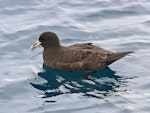 White-chinned petrel | Karetai kauae mā. Adult on water. Off Kaikoura, March 2010. Image © Peter Frost by Peter Frost.