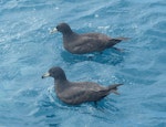 Westland petrel | Tāiko. Adult with white-chinned petrel behind. Cook Strait, April 2016. Image © Alan Tennyson by Alan Tennyson.