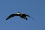 White-chinned petrel | Karetai kauae mā. Front view of adult in flight showing white chin. Gough Island, March 2006. Image © David Boyle by David Boyle.