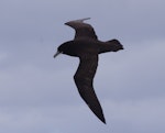 White-chinned petrel | Karetai kauae mā. Adult in flight, showing the large chin-patch of Indian Ocean birds. North of Crozet Islands, Southern Indian Ocean, December 2015. Image © Colin Miskelly by Colin Miskelly.