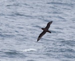 White-chinned petrel | Karetai kauae mā. Ventral view of adult in flight. Southern Ocean south of Hobart, Tasmania, Australia, November 2011. Image © Sonja Ross by Sonja Ross.