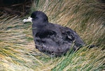 White-chinned petrel | Karetai kauae mā. Adult at breeding colony. Antipodes Island, October 1996. Image © Terry Greene by Terry Greene.