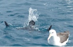 White-chinned petrel | Karetai kauae mā. Adult diving beside black-browed mollymawk. Cook Strait, April 2016. Image © Alan Tennyson by Alan Tennyson.