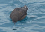 White-chinned petrel | Karetai kauae mā. Adult looking for food. Cook Strait, April 2016. Image © Alan Tennyson by Alan Tennyson.