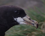 White-chinned petrel | Karetai kauae mā. Breeding adult, showing extent of white-chin. Possession Island, Crozet Islands, December 2015. Image © Colin Miskelly by Colin Miskelly.