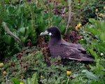 White-chinned petrel | Karetai kauae mā. Adult at breeding colony, showing extent of white chin. Ile Mayes, Iles Kerguelen, January 2016. Image © Colin Miskelly by Colin Miskelly.